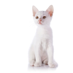 White kitten.
