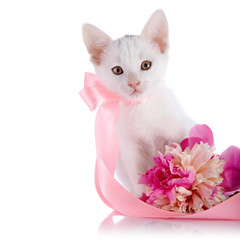 White kitten with a pink tape and a flower of a peony.