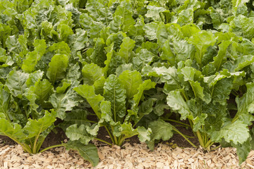 field of young green sugar beet