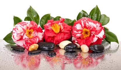 Obraz na płótnie Canvas Camellia flowers and black stones isolated