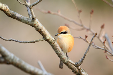 Bull-headed shrike male in Japan