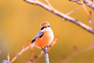 Bull-headed shrike male in Japan