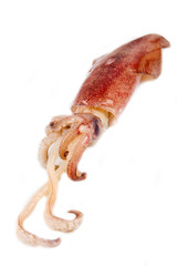 Naklejka premium calamari freschi