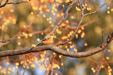 Bull-headed shrike male in Japan