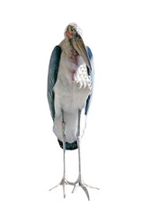 marabou stork