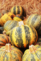 harvest pumpkins in the farm