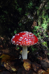 Toadstool. Mushroom.