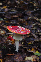 Toadstool. Mushroom.
