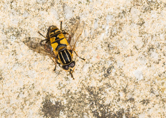 Hoverfly Below