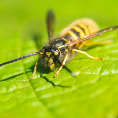 Wasp