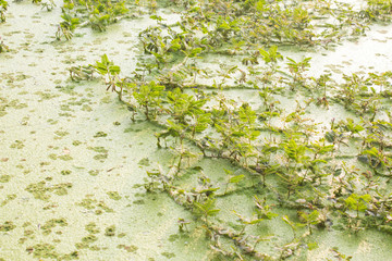 mimosa sensitive plant