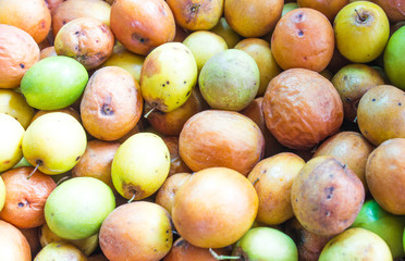 Ziziphus mauritiana, also known as Ber, Chinee Apple, Jujube, In