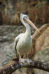 Portrait of beautiful Pelican