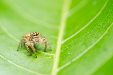 Spider in green nature background