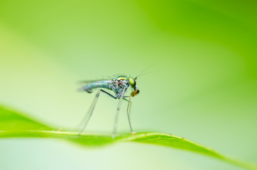 fly in green nature