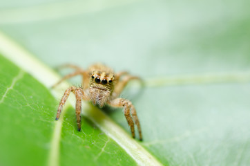 Spider in green nature background