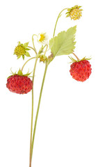 Wild strawberry isolated on white background