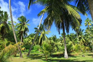 Jungle