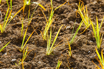 Green plant in the field