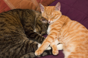 Friendship of the two  cats