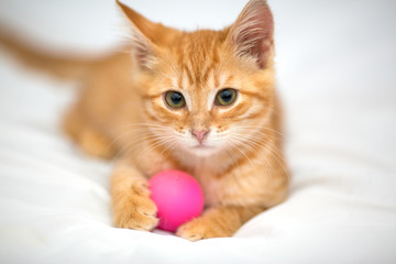 Fototapeta na wymiar Orange kitten with a ball