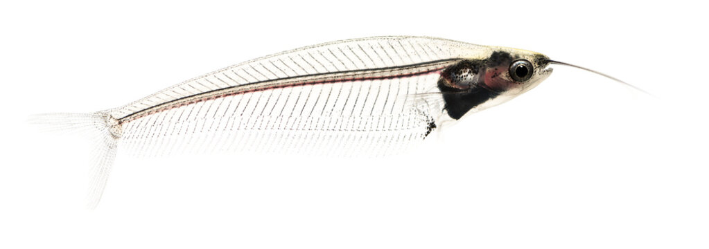 Side view of a Ghost catfish, Kryptopterus minor, isolated