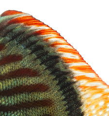 Close-up of a Blue snakeskin discus' dorsal fin