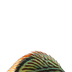 Close-up of a Blue snakeskin discus' dorsal fin