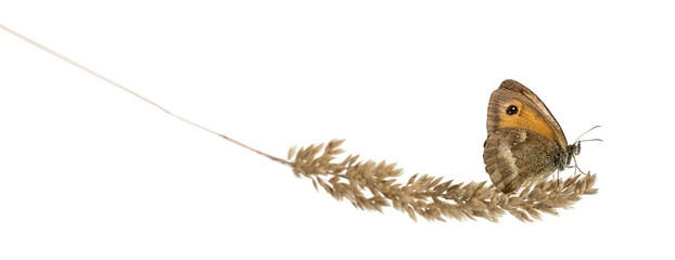 Obraz premium Side view of a Gatekeeper butterfly on a plant, Pyronia tithonus