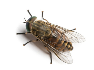 Horsefly viewed from up high, Tabanus, isolated on white