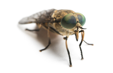 Horsefly viewed facing, Tabanus, isolated on white