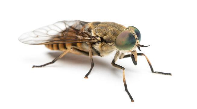Side view of a Horsefly, Tabanus, isolated on white