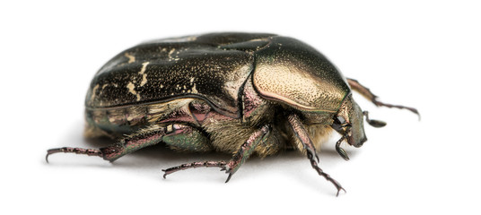 Side view of a Rose chafer, Cetonia aurata, isolated on white