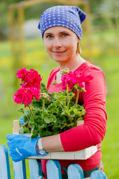 Gardening, planting - woman with geranium flowers