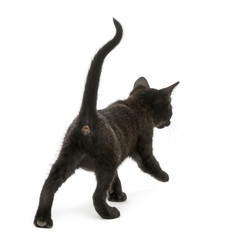 Rear view of a Black kitten walking, 2 months old, isolated