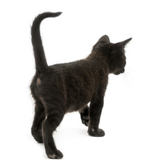 Rear view of a Black kitten walking, 2 months old, isolated on w