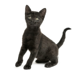 Black kitten sitting, looking up, 2 months old, isolated