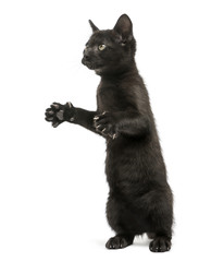 Black kitten standing on hind legs, playing, looking up