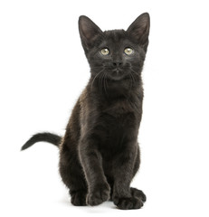 Obraz premium Front view of a Black kitten sitting, looking up, 2 months old