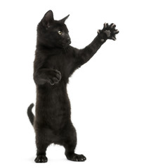 Black kitten standing on hind legs, pawing up, 2 months old