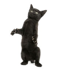 Black kitten standing on hind legs, playing, looking up