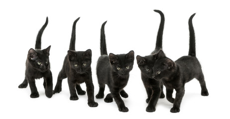 Group of Black kitten walking in the same direction
