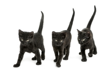 Group of Black kitten walking in the same direction