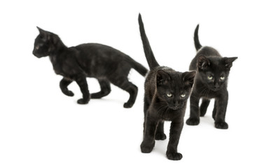 Three Black kittens walking in different directions