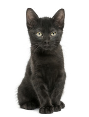 Obraz premium Black kitten sitting, looking at the camera, 2 months old