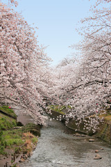 Fototapeta premium 五条川の桜