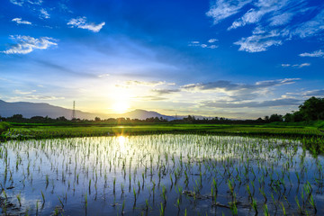 Young rice field with mountain sunset background