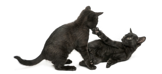 Two Black kittens playing, 2 months old, isolated on white