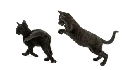 Two Black kittens playing, 2 months old, isolated on white