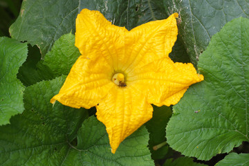 Cucumber flower